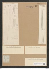 Nitzschia spectabilis (Ehr.) Ralfs. (de-Toni-Nr.: Genus 47, Species 2110) Zeichnungen Sammlung Grunow Nr. 4220 (NHMW-BOT-W0372151)